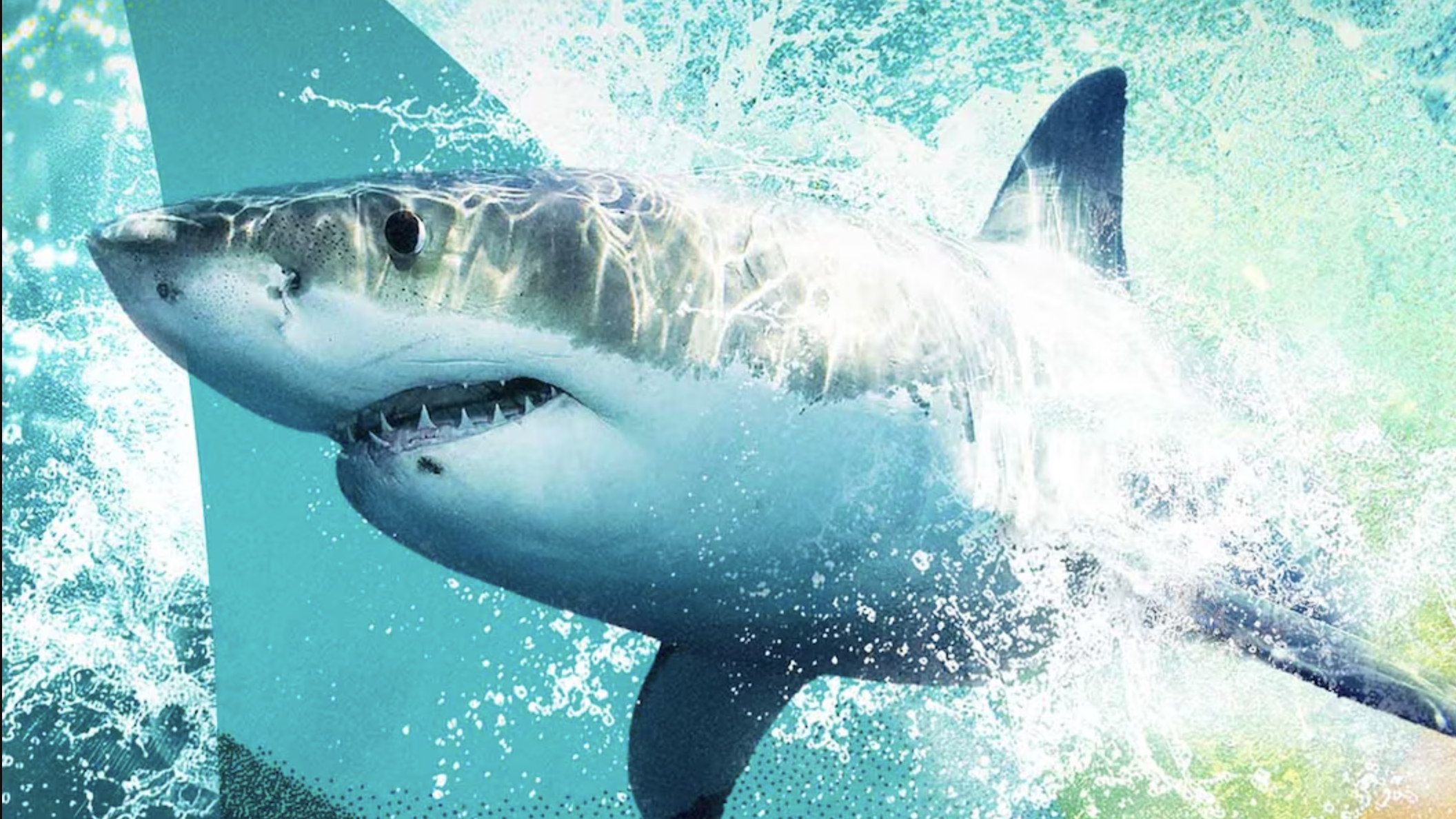 איך לצפות ב'Sharkfest' 2026 באינטרנט - הזרם כל ספיישל NatGeo מכל מקום