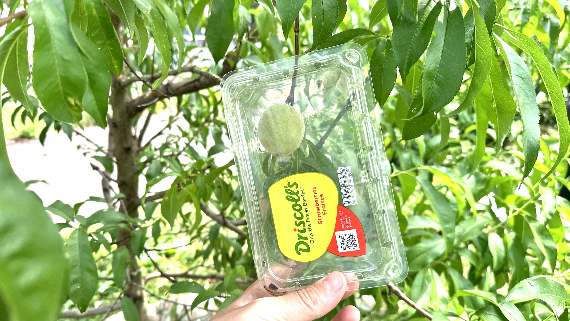 מיכל תותים מסביב לאפרסק