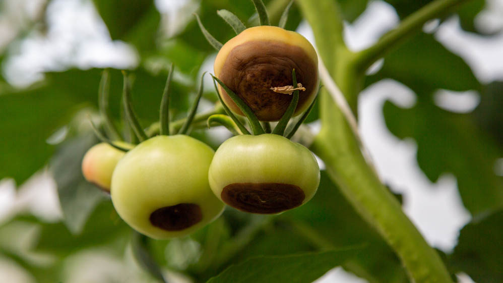 סוף ריקבון פריחת העגבניות על הצמח