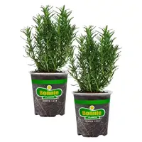 Bonnie Plants Rosemary, 2 חבילות