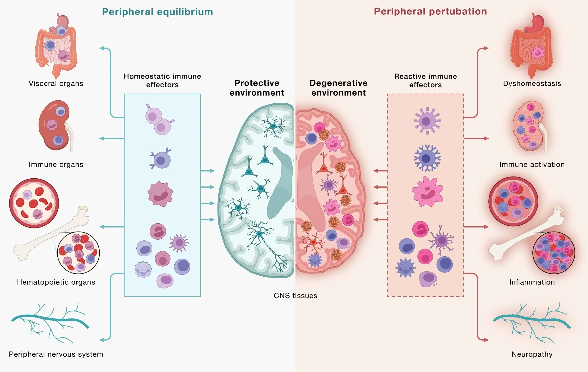 Immune cells communicate across a continuous, bidirectional circuit between the CNS and periphery. Immune cells from across the body engage CNS tissues and, in turn, are shaped by signals returning from the brain. (Left) Under peripheral equilibrium, immune effectors mobilized from visceral organs, secondary lymphoid organs, hematopoietic tissues, and the peripheral nervous system (PNS) - including CD4+ and CD8+ T cells, B cells, monocytes (top 3 cell types), NK cells, dendritic cells, mast cells, neutrophils, and innate lymphoid cells (bottom cluster of cells) - engage the CNS in a homeostatic dialogue that supports neural cell health, plasticity, and repair, sustaining a protective environment. (Right) Age-associated dysfunction across the same peripheral compartments reshapes this circuit: altered immune effectors enter the CNS and contribute to shifting the local environment toward a degenerative state in which microglia adopt disease-associated programs, astrocytes become reactive, and neurons accumulate pathology. This model underscores how the same circuitry can yield protective or pathogenic outcomes and that neurodegeneration is downstream of dysfunctional brain-immune crosstalk. Study: Neurodegeneration as a dysregulation of neuroimmune crosstalk