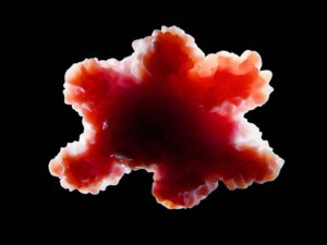 Organoid tissue. Image Credit: Juan Gaertner / Shutterstock. Study: Developmental xenocortication using human-derived organoids in mice