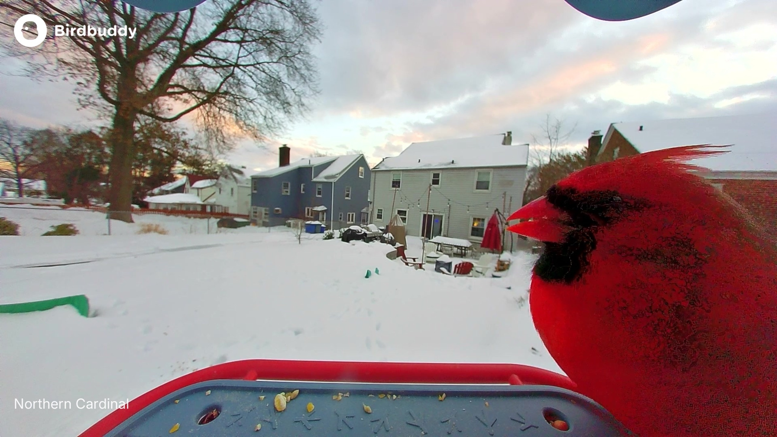 תמונות של ציפורים שצולמו עם BirdBuddy Home