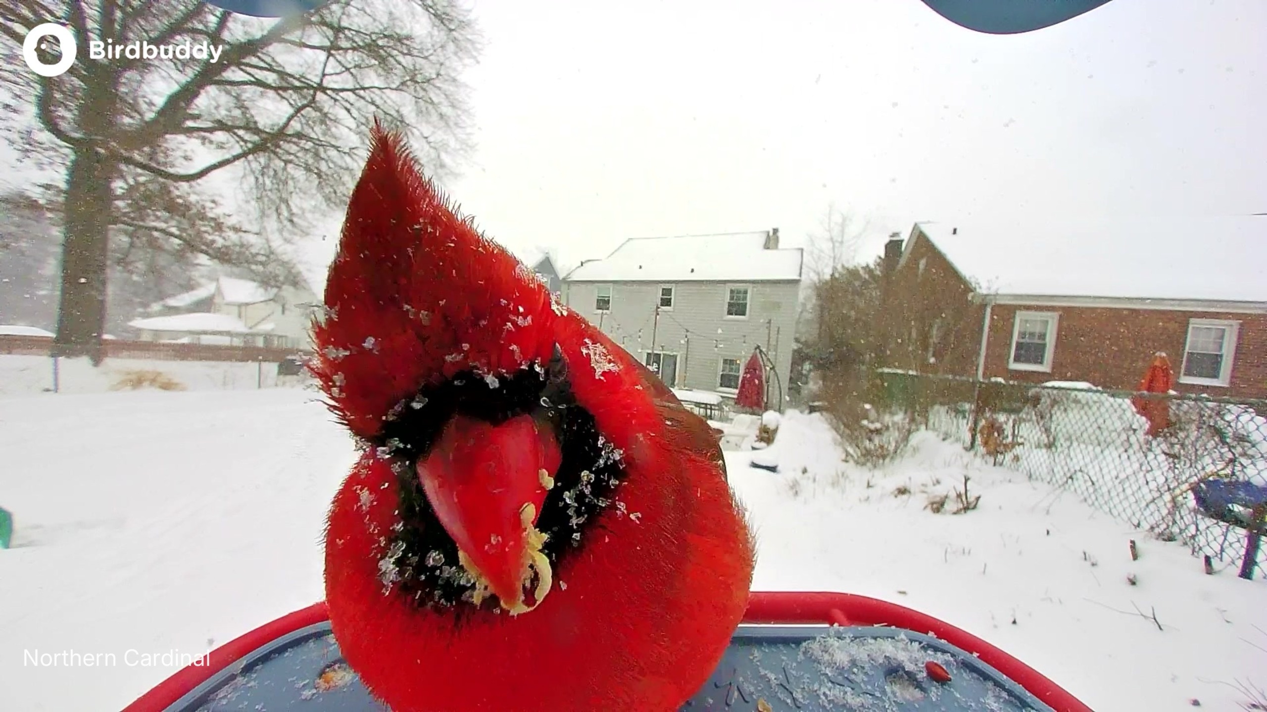 תמונות של ציפורים שצולמו עם BirdBuddy Home