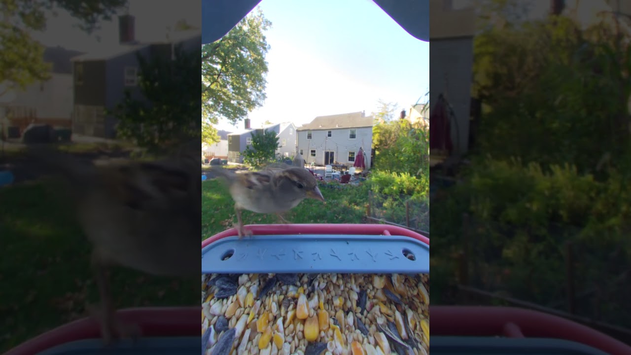 BirdBuddy Home - YouTube