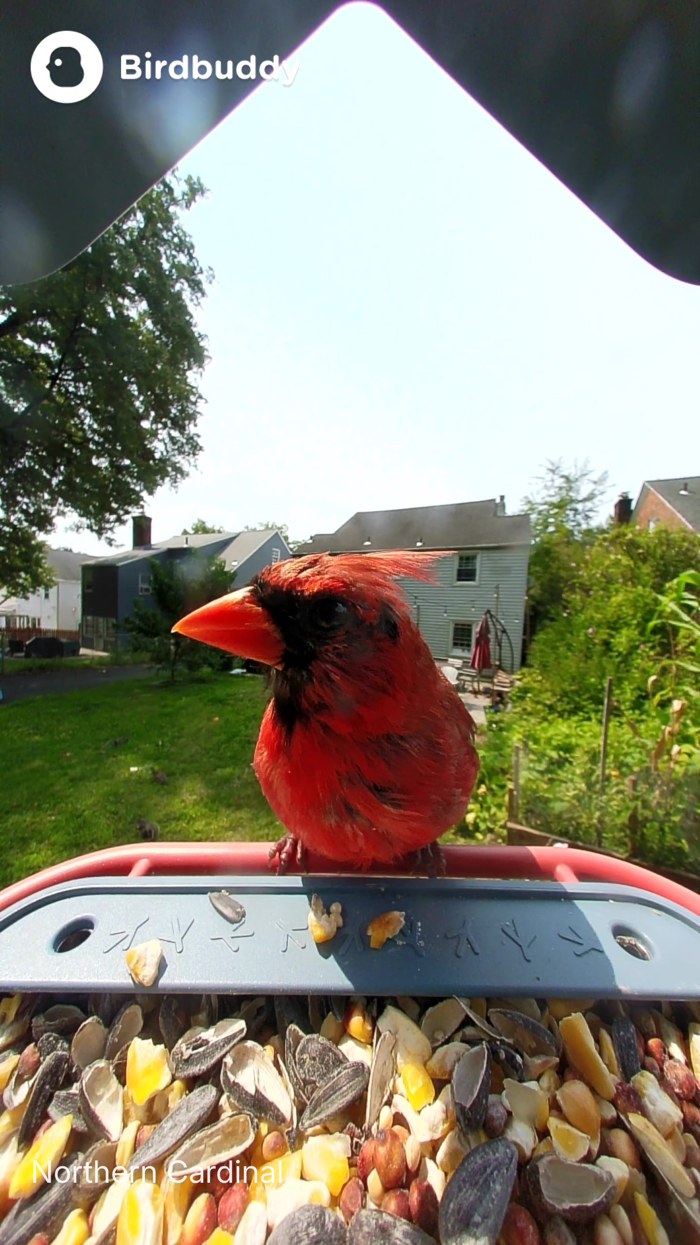 תמונות של ציפורים שצולמו עם BirdBuddy Home