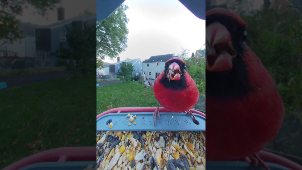 BirdBuddy Home - YouTube