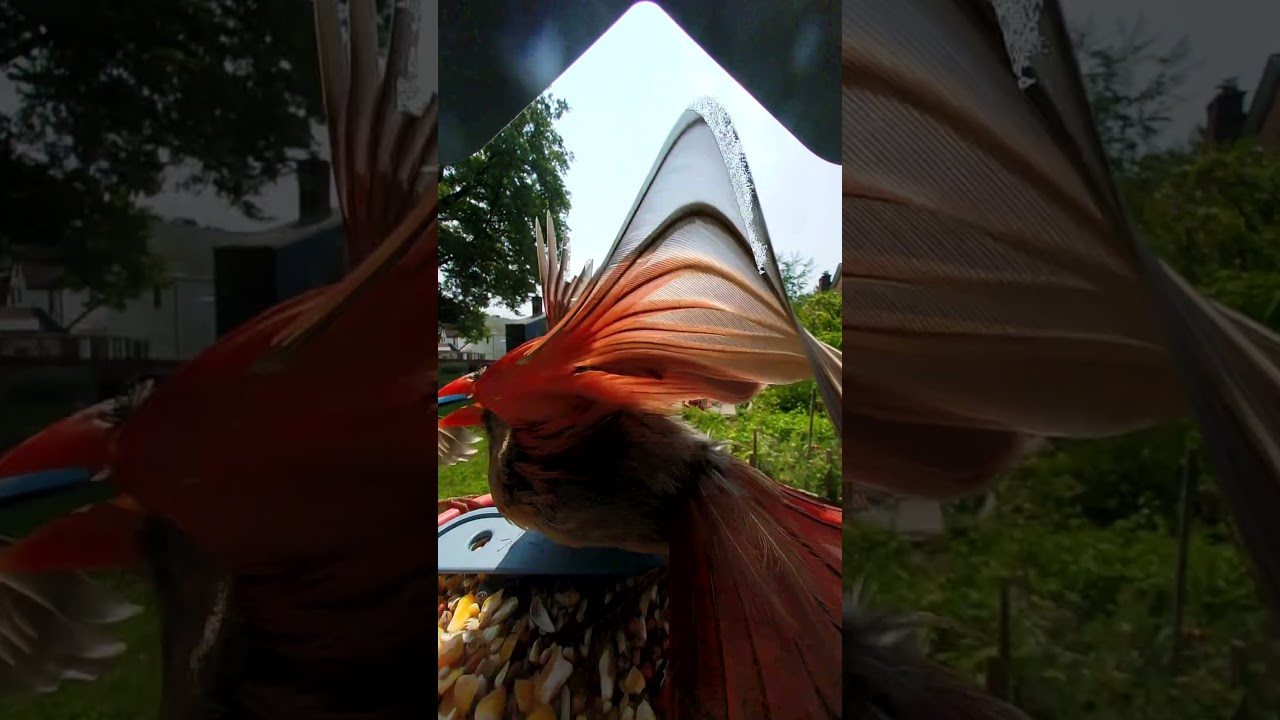 BirdBuddy Home - YouTube