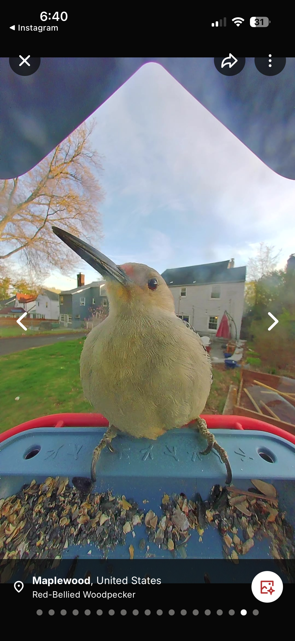 תמונה של ציפור שצולמה על ידי birdbuddy home