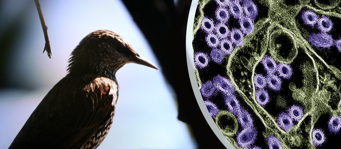 מחקר מגלה מדוע מקרי שפעת H5N1 כיום פחות חמורים מהתפרצויות היסטוריות ...