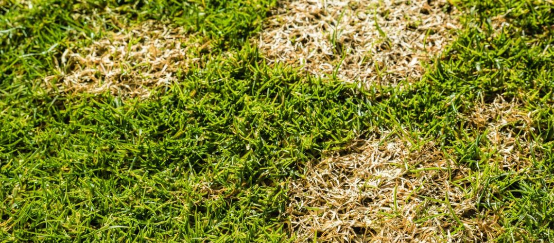 Snow mold on the lawn in a garden