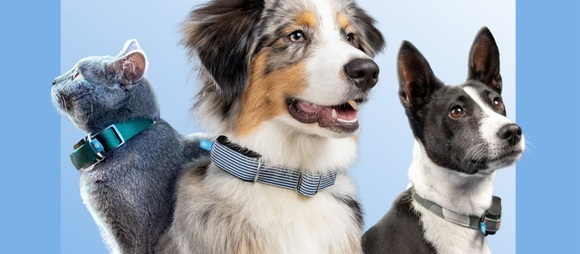 Invoxia Minitaliz AI pet tracker.