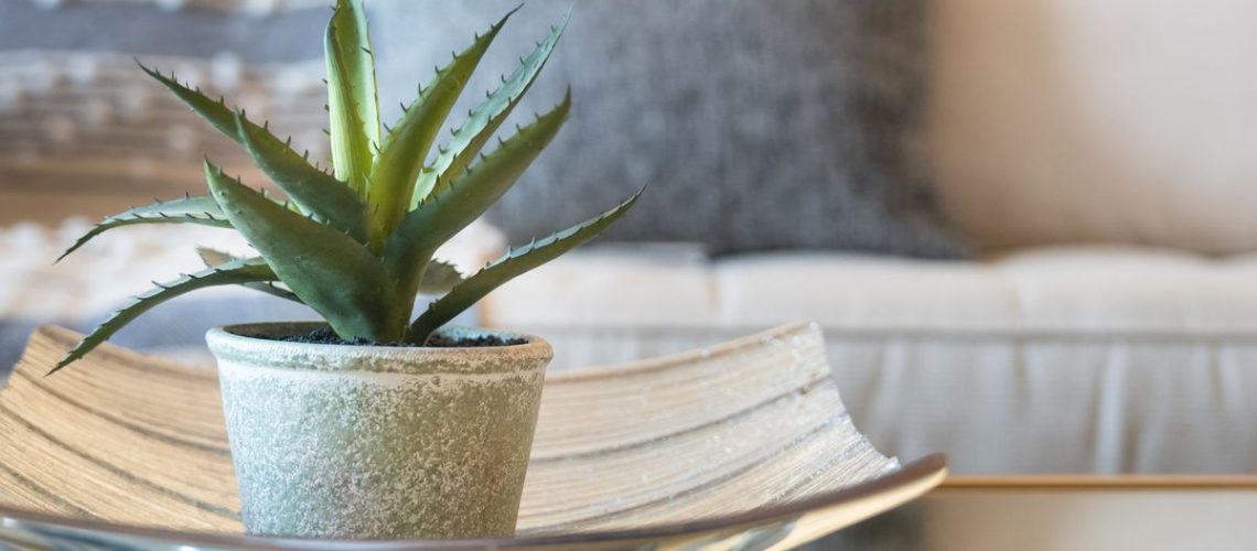 An Aloe Vera plant in a well lit and modern living room