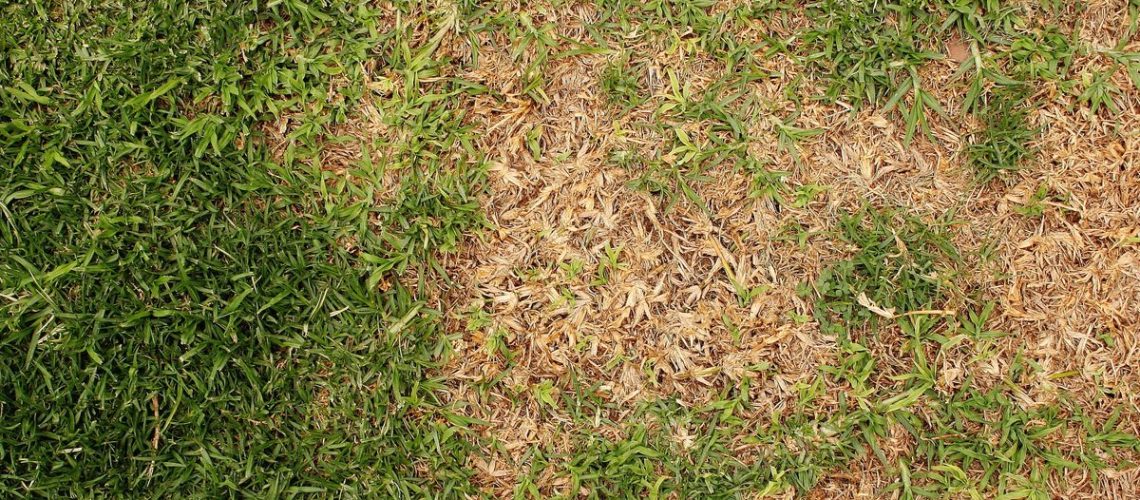 Brown patches in grass