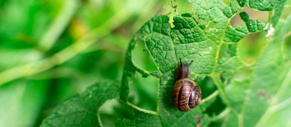 A snail eating a green leaf