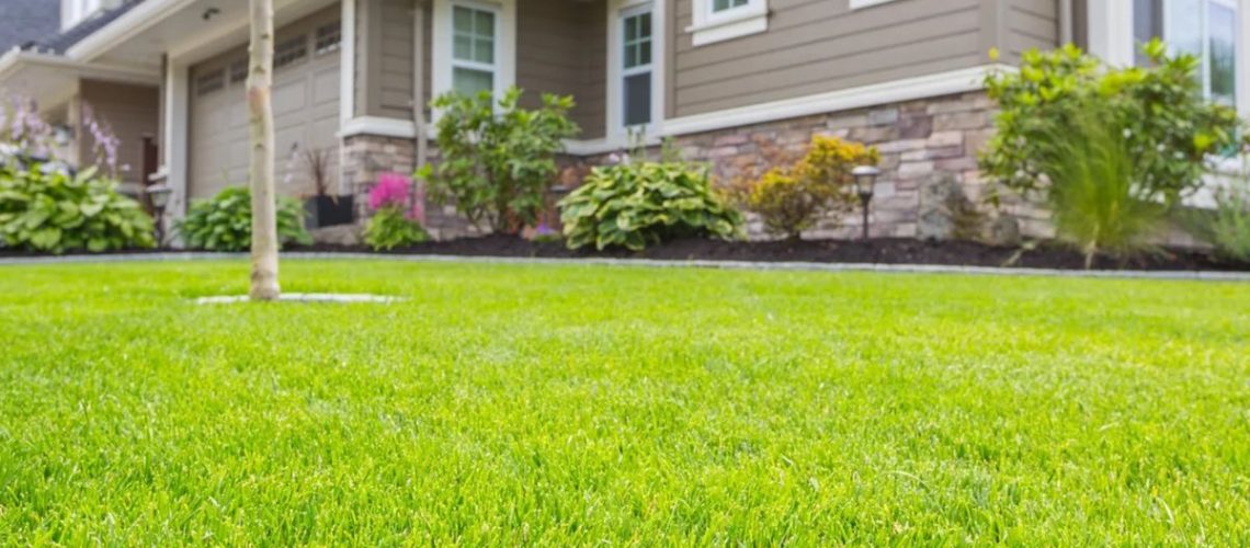 Green grass in front yard