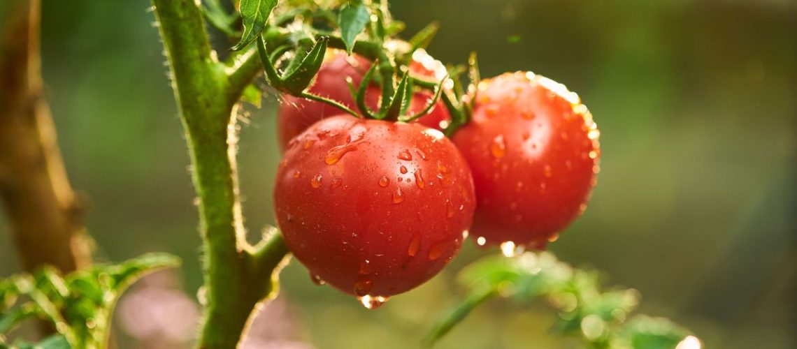 A tomato plant showing three ripe tomatoes covered in moisture