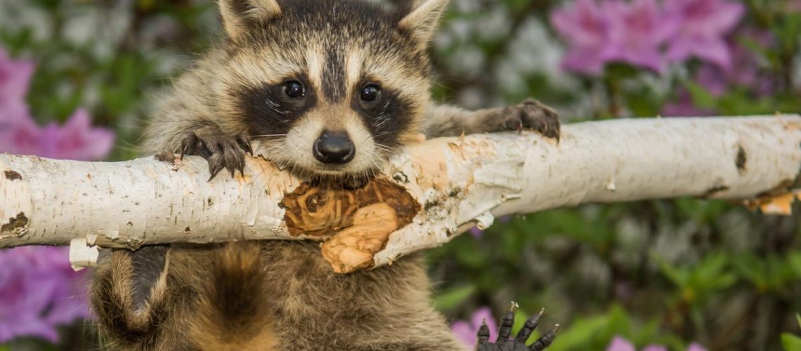 Raccoon eating a branch outdoors