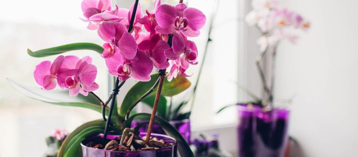 Orchids sitting on a windowsill
