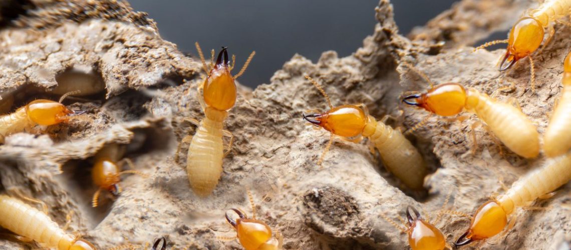 A swarm of termites on a piece of wood