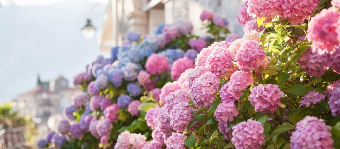 Hydrangeas in a yard with the sun on them