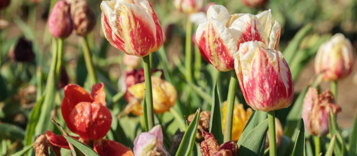 Wilted tulips in garden
