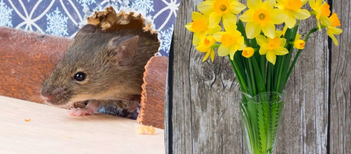 mouse entering home through hole in the wall next to Daffodils