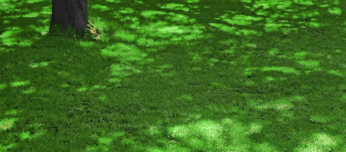 Grass in shaded garden