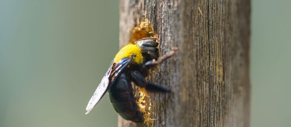 Carpenter bees drilling into wood
