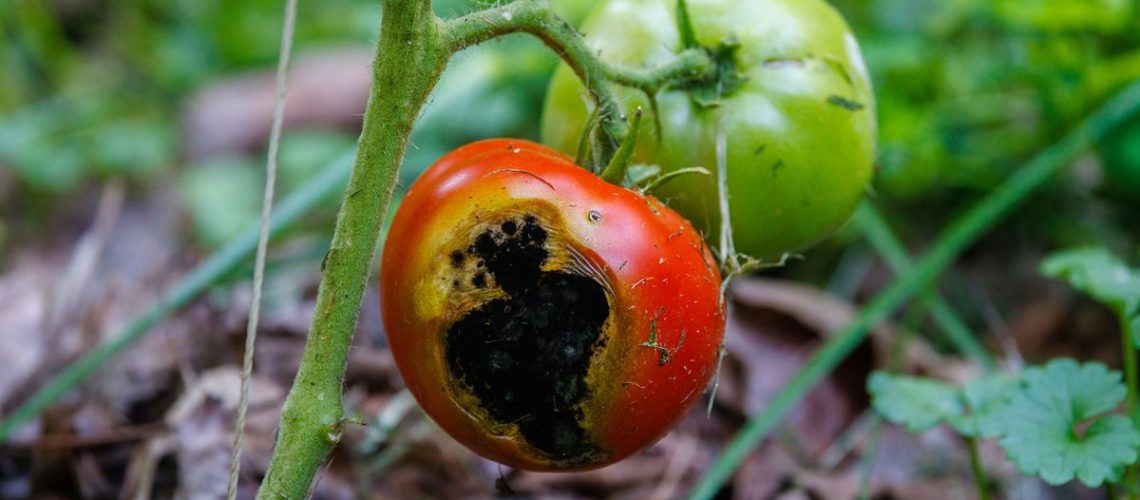 Tomato damaged by tomato blight
