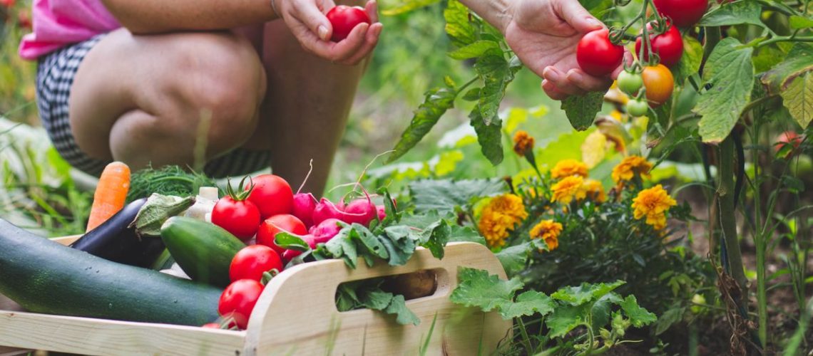 easiest vegetables to grow