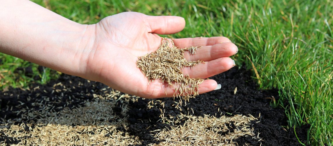 Holding grass seeds to plant