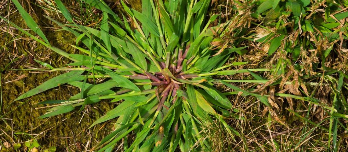 A close up of crabgrass in a lawn