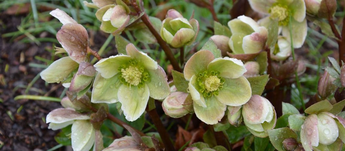A hellebore plant (Ivory Prince) blooming with raindrops in late winter