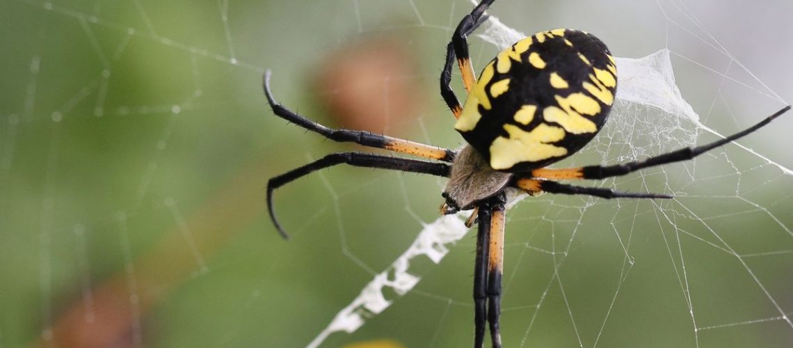 A joro spider in its web