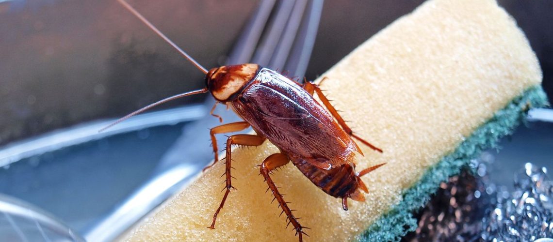 A cockroach sitting on a sponge in the kitchen sink