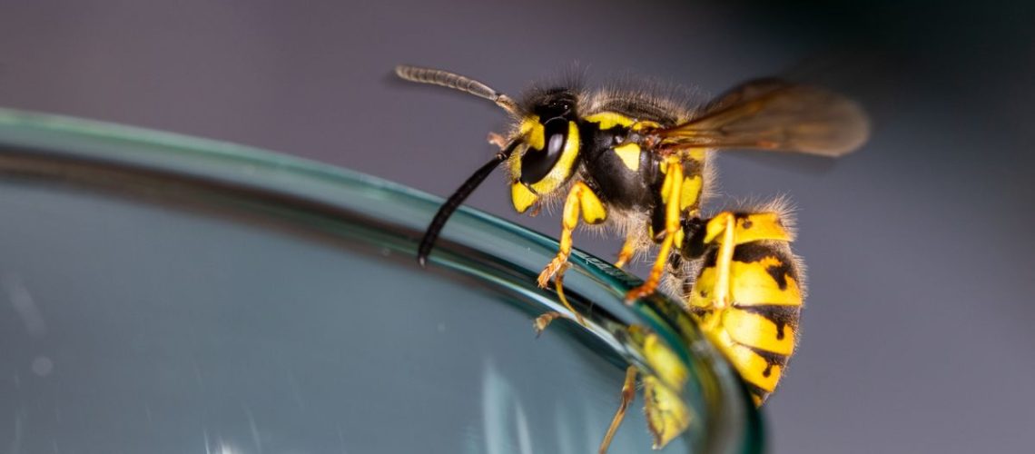 Wasp on glass