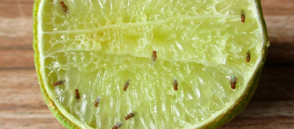 How to get rid of fruit flies