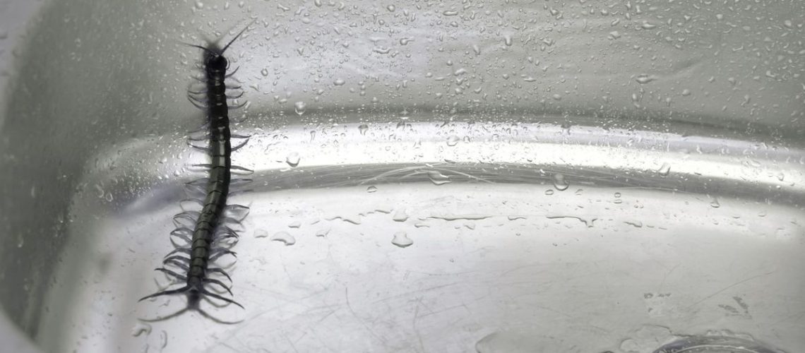 A centipede inside a house