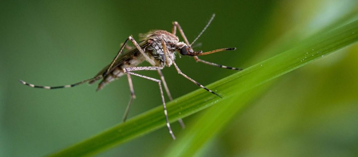 A mosquito resting on a plant