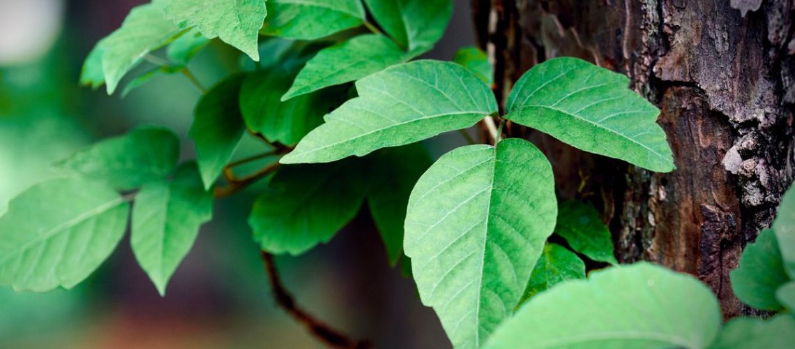 Poison ivy growing on a tree