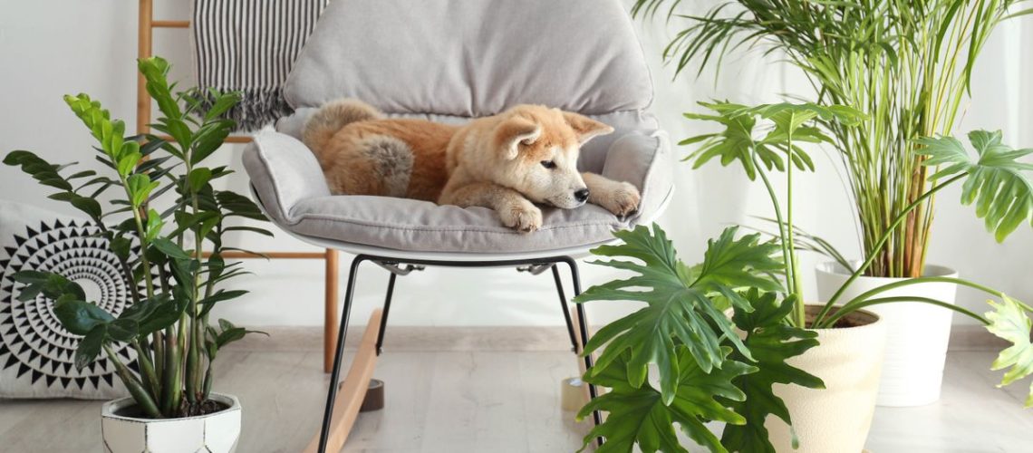 A dog on a chair surrounded by houseplants