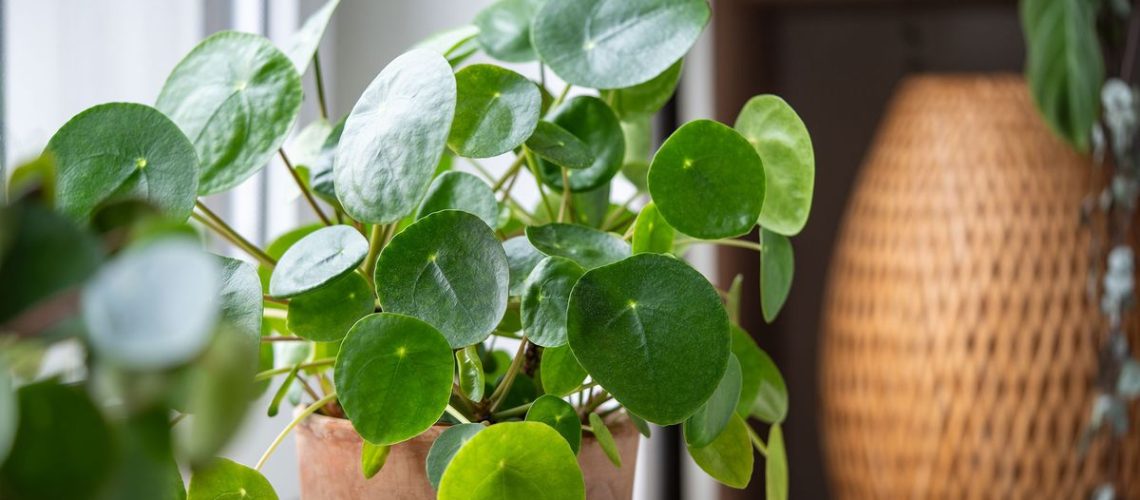 Pilea peperomioides in terracotta pot, lush bush with several potted Chinese money plant on windowsill