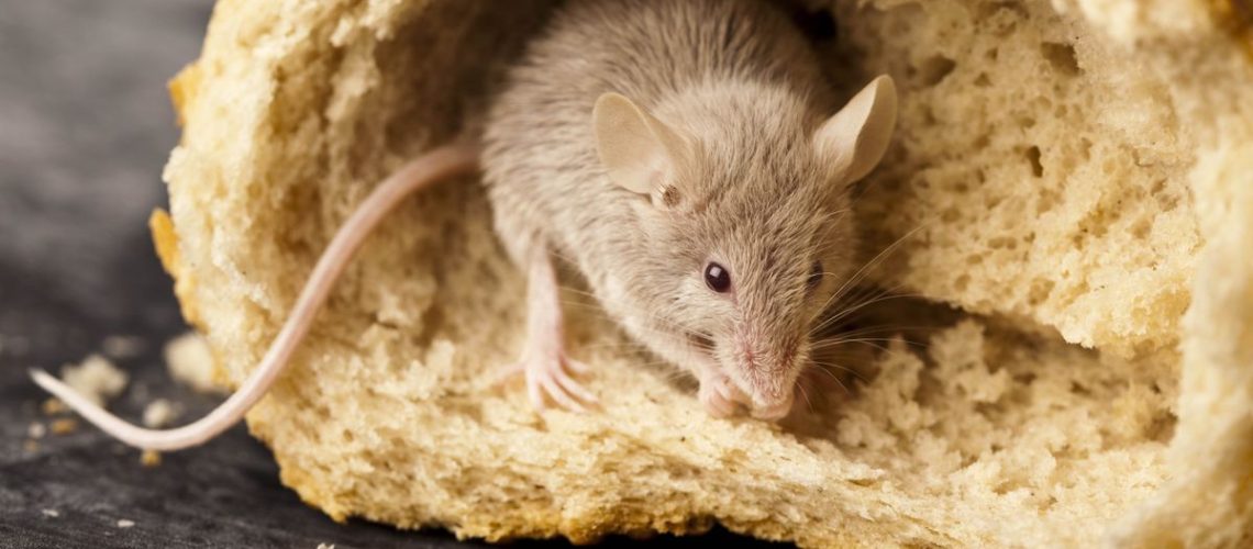 Mouse eating bread
