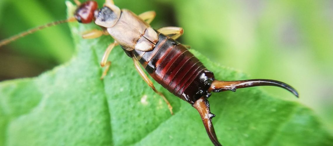 Earwig on a leaf