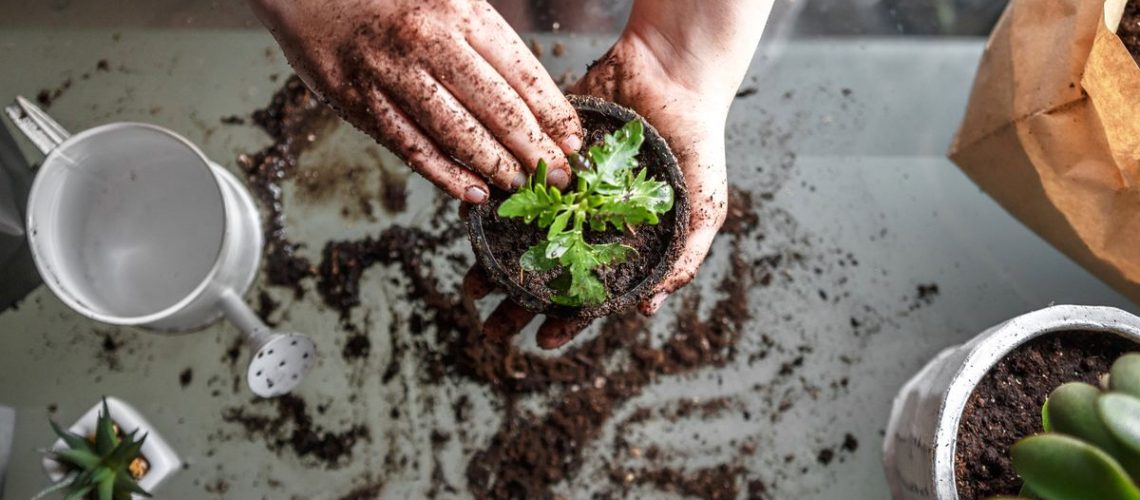 Herbs being potted