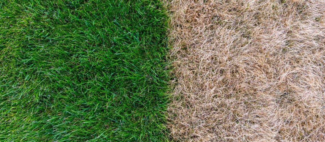 Dry grass next to green grass