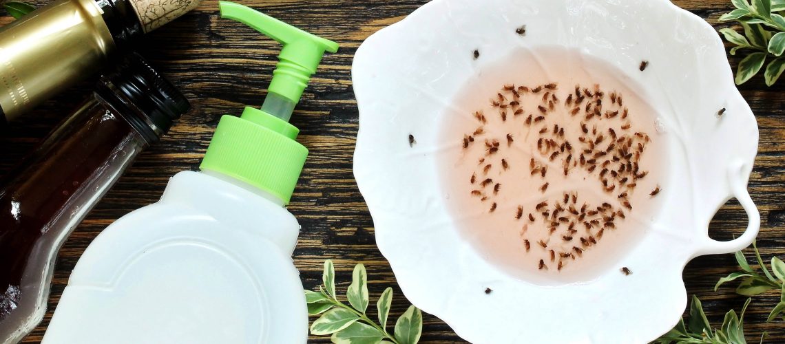 Bowl of solution to trap gnats
