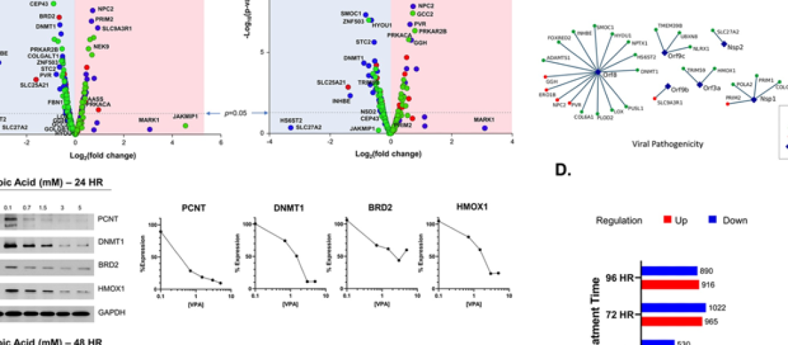 חומצה ולפרואית מראה הבטחה בהפחתת חומרת COVID-19 ובאשפוז