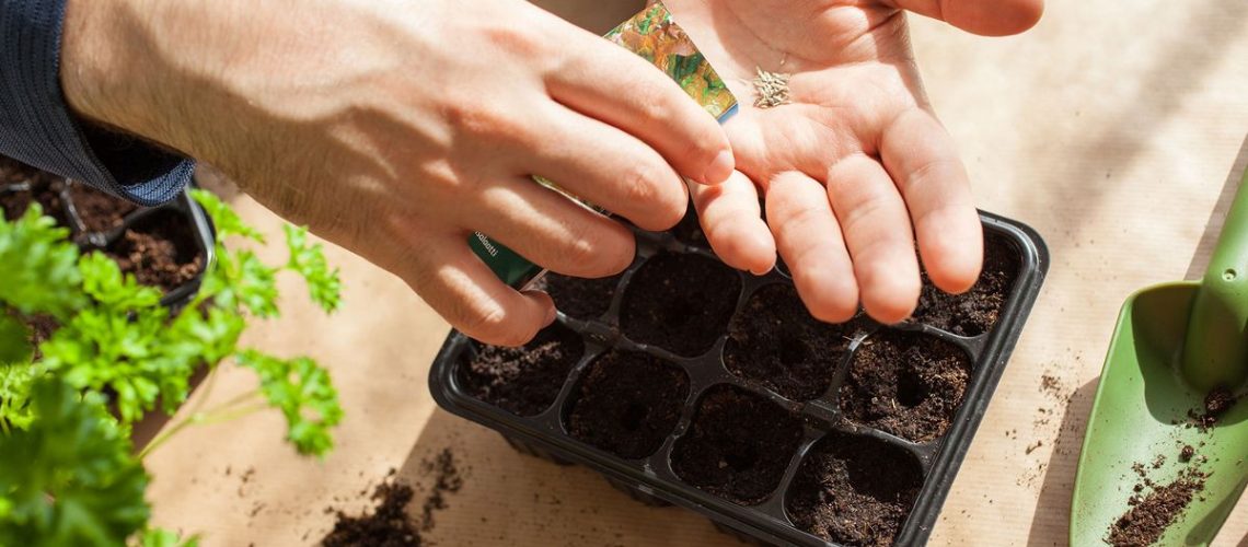 Man sowing seeds indoors